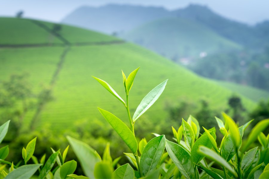 緑茶