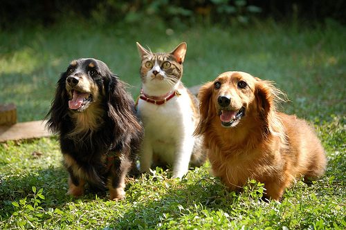 犬と猫